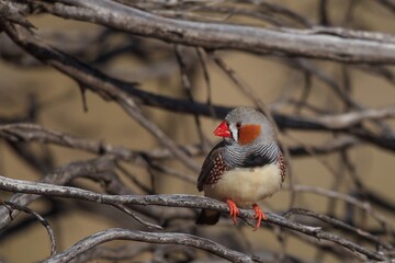 Male Zebra Finch (Taeniopygia guttata) has colorful plumage consisting of white, black, gray, orange and brown colors with red eyes and an orange bill.