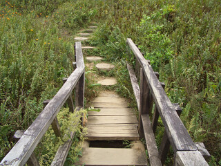 wooden bridge in the forest