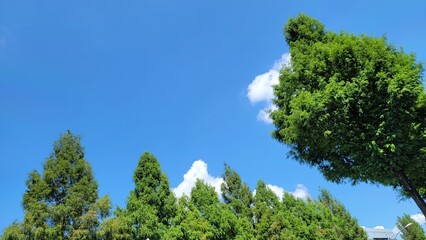 Obraz premium trees and sky