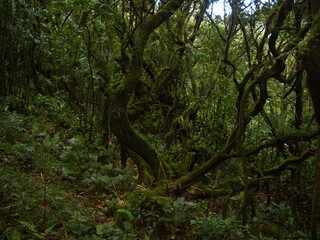 Fototapeta premium tree in the forest