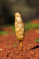 Termite Inkcaps Fungus (Podaxis genus) is a very distinctive relative of the puffball fungus. It has a large cap, which protects the blackish spore-bearing tissue.