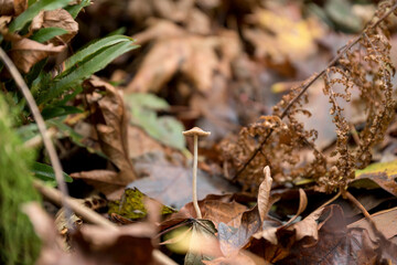 Selective focus of a small single mushroom in a forest at Tacoma, Washington