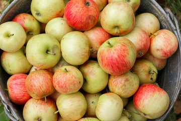 Yellow and red apples in a metal bucket in the garden. Collecting apple fruits. Autumn harvest.