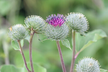 Beautiful color of burdock in the field