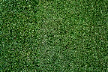 Fototapeta premium Natural grass in a golf field top view 