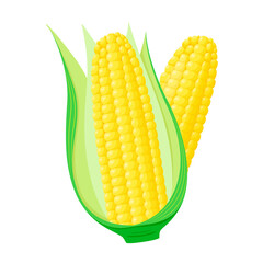 Ripe corn on a white background. A vegetable in a cartoon style.