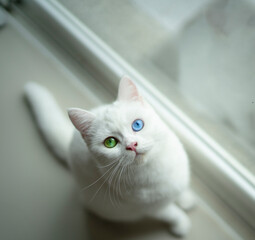 Close up 2 eyes color kitten with soft focus