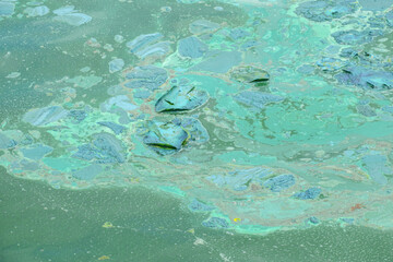 Flowering water in a pond near the park and an ecological catastrophe