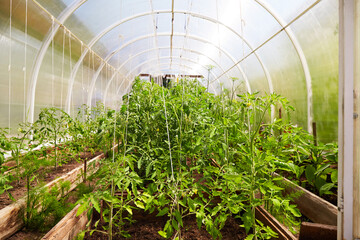 Greenhouse with flowering tomato bushes. Organic farming in a country house. 