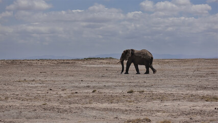 A lone elephant wanders through the endless African savanna. The trunk is lowered. There is scant vegetation on the dusty, dry land. Kenya. Amboseli Park