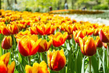 Obraz premium Yellow Tipped Red Tulips