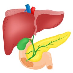 Anatomy of the liver, gallbladder and pancreas.