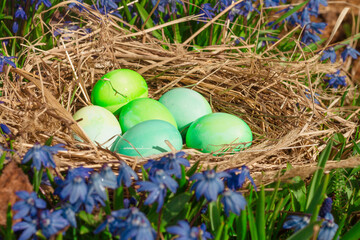 Green eggs for the Christian holiday of Easter in a nest near blue spring flowers