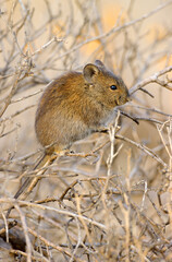 A Karoo bush rat (Otomys unisulcatus) in natural habitat, South Africa.