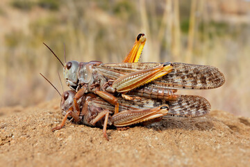 A pair of brown locusts (Locustana pardalina) mating, South Africa.