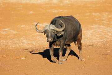 Obraz premium An African buffalo bull (Syncerus caffer) in natural habitat, Mokala National Park, South Africa.