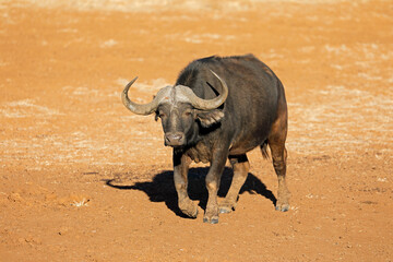 An African buffalo bull (Syncerus caffer) in natural habitat, Mokala National Park, South Africa.