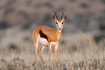 A springbok antelope (Antidorcas marsupialis) in grassland, Mokala National Park, South Africa.