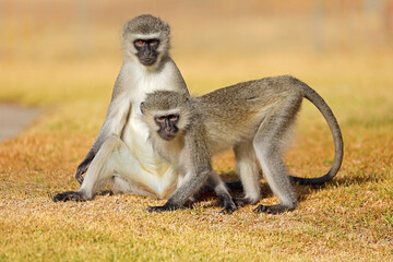 Two vervet monkeys (Cercopithecus aethiops) sitting on the ground, South Africa. - obrazy, fototapety, plakaty