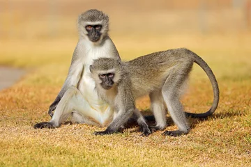 Fotobehang Aap Two vervet monkeys (Cercopithecus aethiops) sitting on the ground, South Africa.  © EcoView