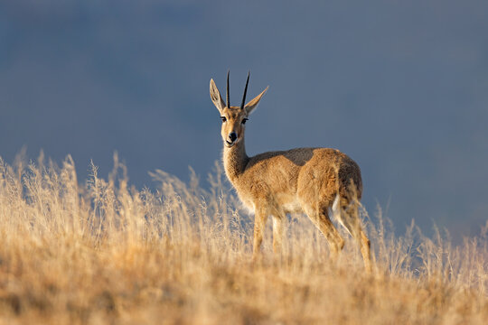 A grey rhebuck (Pelea capreolus) in natural habitat, Mountain Zebra National Park, South Africa.