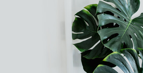 Tropical exotic green plant leaf modern home interior decoration with nature fresh with clean space...