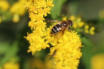 Close-up shot of a bumblebee on a yellow fluffy flower