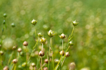 green flax ready for harvesting