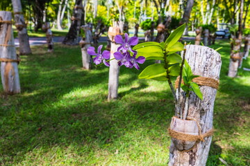 blooming orchids growing on tree stumps in the Maldives