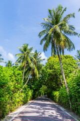 Obraz na płótnie Canvas Palm trees in the Maldives