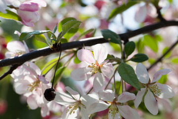 Fototapeta na wymiar red cherry blossom in spring