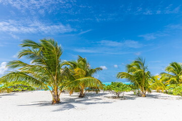 Obraz na płótnie Canvas Palm trees in the Maldives