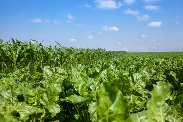 beet tops for sugar production