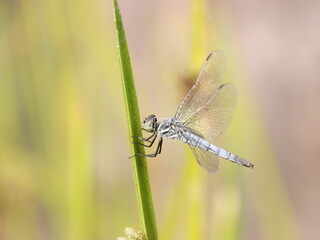 トンボのクローズアップ