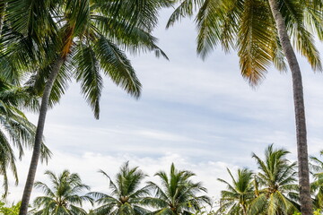 Fototapeta na wymiar Palm trees in the Maldives