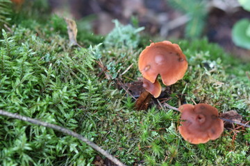 Close-up shot of a mushroom in the forest