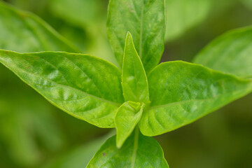 Fototapeta na wymiar A close up of the Thai Basil leaf