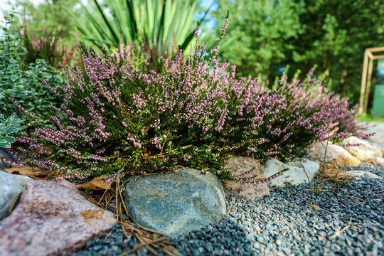 Calluna heather growing among a stones, close-up. High quality photo