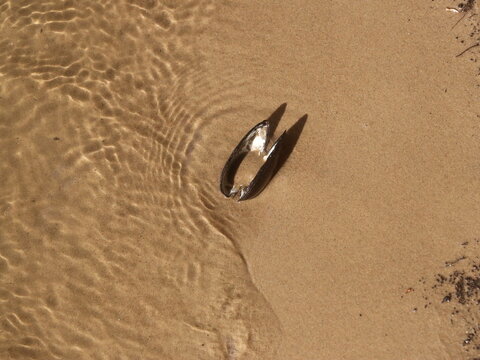 An open shell on the sand with an oncoming wave