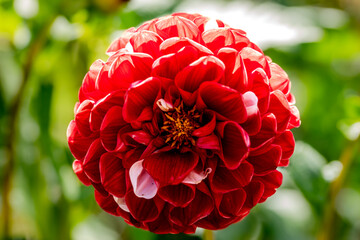 Dahlia rouge