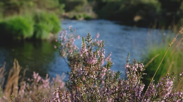 B-roll close up of scottish purple heather beside a river in the evening summer sun