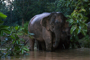 Fototapeta premium Female Borneo Pygmy Elephant (Elephas maximus borneensis) on the riverbank of Kinabatangan river, Sabah, Borneo