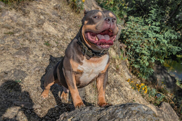 On a sunny summer day, a dog is having fun on a rocky hill among the trees