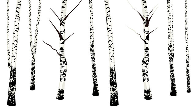 Birch trees no leaves