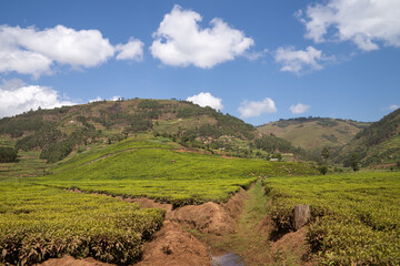 Tea fields, Uganda