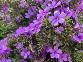 Lovely garden flowers. Purple flower. Garden plant.