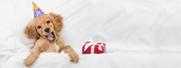 Happy English Cocker spaniel puppy wearing birthday cap lying with gift box under white warm...