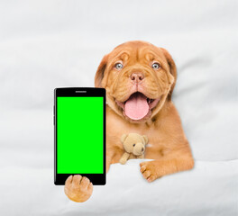 Mastiff puppy hugs toy bear on a bed at home and shows empty screen of a smartphone. Top down view