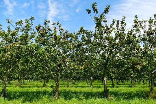 Verger de pommiers &agrave; cidre dans la r&eacute;gion de Lorient en Bretagne