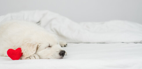 White Swiss shepherd puppy sleeps with read heart under white warm blanket on a bed at home. Empty space for text